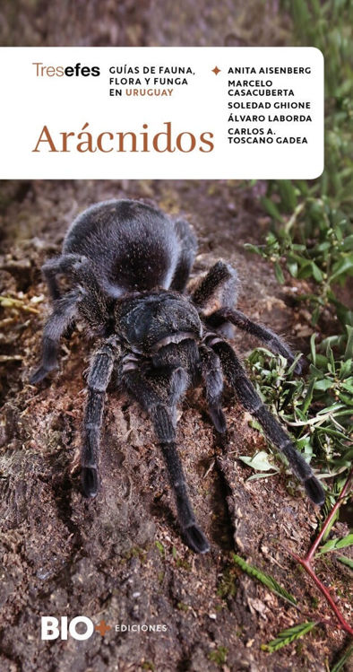 Imagen de ARÁCNIDOS: GUÍAS DE FAUNA, FLORA Y FUNGA EN URUGUAY